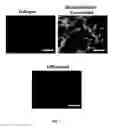 Fig. 26 - SCAFFOLDS CONTAINING CYTOKINES FOR TISSUE ENGINEERING