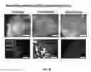 Fig. 33 - SCAFFOLDS CONTAINING CYTOKINES FOR TISSUE ENGINEERING