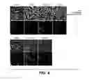 Fig. 05 - MODULATION OF AXON DEGENERATION