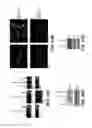 Fig. 41 - MODULATION OF AXON DEGENERATION
