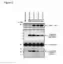 Fig. 07 - Treatment of synucleinopathies