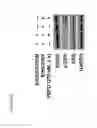 Fig. 13 - Method for prophylaxis and/or treatment of ErbB2 positive cancers