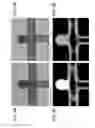 Fig. 04 - ALGINATE AND ALGINATE LYASE COMPOSITIONS AND METHODS OF USE