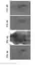 Fig. 06 - ALGINATE AND ALGINATE LYASE COMPOSITIONS AND METHODS OF USE