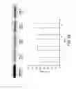 Fig. 22 - ALGINATE AND ALGINATE LYASE COMPOSITIONS AND METHODS OF USE