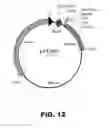 Fig. 13 - Regulated expression of antigen and/or regulated attenuation to enhance vaccine immunogenicity and/or safety