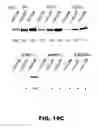 Fig. 20 - Regulated expression of antigen and/or regulated attenuation to enhance vaccine immunogenicity and/or safety