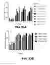 Fig. 24 - Regulated expression of antigen and/or regulated attenuation to enhance vaccine immunogenicity and/or safety