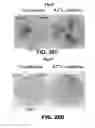 Fig. 28 - Regulated expression of antigen and/or regulated attenuation to enhance vaccine immunogenicity and/or safety