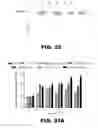 Fig. 34 - Regulated expression of antigen and/or regulated attenuation to enhance vaccine immunogenicity and/or safety