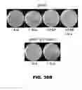 Fig. 42 - Regulated expression of antigen and/or regulated attenuation to enhance vaccine immunogenicity and/or safety