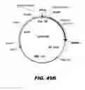 Fig. 58 - Regulated expression of antigen and/or regulated attenuation to enhance vaccine immunogenicity and/or safety