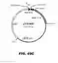 Fig. 59 - Regulated expression of antigen and/or regulated attenuation to enhance vaccine immunogenicity and/or safety