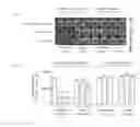 Fig. 32 - Mesothelin Vaccines and Model Systems