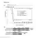 Fig. 32 - Live-attenuated vaccine against plague