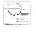 Fig. 04 - Attenuated mannheimia haemolytica vaccines and methods of making and use