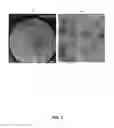 Fig. 04 - Method for preparing virosomes