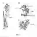 Fig. 02 - COMPOSITIONS AND METHODS FOR DIRECTED IMMUNOGEN EVOLUTION AND USES THEREOF