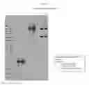 Fig. 06 - Recombinant CDV compositions and uses thereof