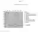 Fig. 10 - Recombinant CDV compositions and uses thereof