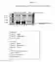 Fig. 11 - Recombinant CDV compositions and uses thereof