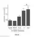 Fig. 16 - USES OF PHOSPHOLIPID CONJUGATES OF SYNTHETIC TLR7 AGONISTS