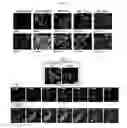 Fig. 09 - Development of novel macromolecule transduction domain with improved cell permeability and method for using same