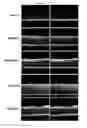 Fig. 11 - Development of novel macromolecule transduction domain with improved cell permeability and method for using same