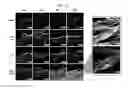 Fig. 12 - Development of novel macromolecule transduction domain with improved cell permeability and method for using same