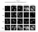 Fig. 13 - Development of novel macromolecule transduction domain with improved cell permeability and method for using same