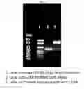 Fig. 14 - Development of novel macromolecule transduction domain with improved cell permeability and method for using same