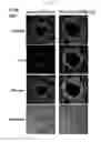 Fig. 15 - Development of novel macromolecule transduction domain with improved cell permeability and method for using same