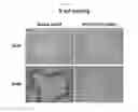 Fig. 16 - Development of novel macromolecule transduction domain with improved cell permeability and method for using same