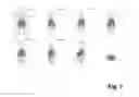 Fig. 08 - Peptides and peptide/active compound conjugates for renal targeting