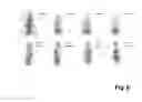 Fig. 09 - Peptides and peptide/active compound conjugates for renal targeting