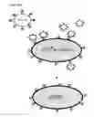 Fig. 13 - Methods and compositions for protein delivery