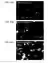 Fig. 35 - Methods and compositions for protein delivery