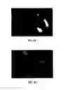 Fig. 04 - Compositions Comprising Fluorescent Dyes Associated With Viral Components For Nerve Imaging