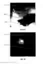 Fig. 05 - Compositions Comprising Fluorescent Dyes Associated With Viral Components For Nerve Imaging