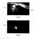 Fig. 07 - Compositions Comprising Fluorescent Dyes Associated With Viral Components For Nerve Imaging