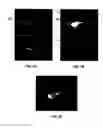 Fig. 08 - Compositions Comprising Fluorescent Dyes Associated With Viral Components For Nerve Imaging