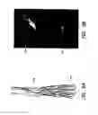 Fig. 09 - Compositions Comprising Fluorescent Dyes Associated With Viral Components For Nerve Imaging