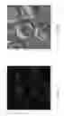 Fig. 03 - Eukaryotic cells with artificial endosymbionts for multimodal detection