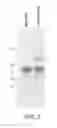 Fig. 03 - SOLUBLE TCR MOLECULES AND METHODS OF USE