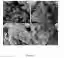 Fig. 04 - Injectable, biodegradable bone cements and methods of making and using same