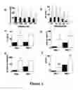 Fig. 03 - COLLAGEN SCAFFOLD MODIFIED BY COVALENT GRAFTING OF ADHESION MOLECULES, ASSOCIATED METHODS AND USE THEREOF FOR CARDIOVASCULAR AND THORACIC CELL THERAPY AND CONTRACTILE TISSUE ENGINEERING