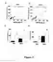 Fig. 04 - COLLAGEN SCAFFOLD MODIFIED BY COVALENT GRAFTING OF ADHESION MOLECULES, ASSOCIATED METHODS AND USE THEREOF FOR CARDIOVASCULAR AND THORACIC CELL THERAPY AND CONTRACTILE TISSUE ENGINEERING