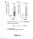 Fig. 05 - COLLAGEN SCAFFOLD MODIFIED BY COVALENT GRAFTING OF ADHESION MOLECULES, ASSOCIATED METHODS AND USE THEREOF FOR CARDIOVASCULAR AND THORACIC CELL THERAPY AND CONTRACTILE TISSUE ENGINEERING