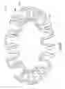 Fig. 04 - Toroidal compressible element including a switchback pattern