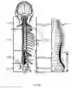 Fig. 03 - Antenna and methods of use for an implantable nerve stimulator